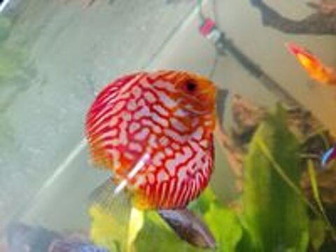   Discus 