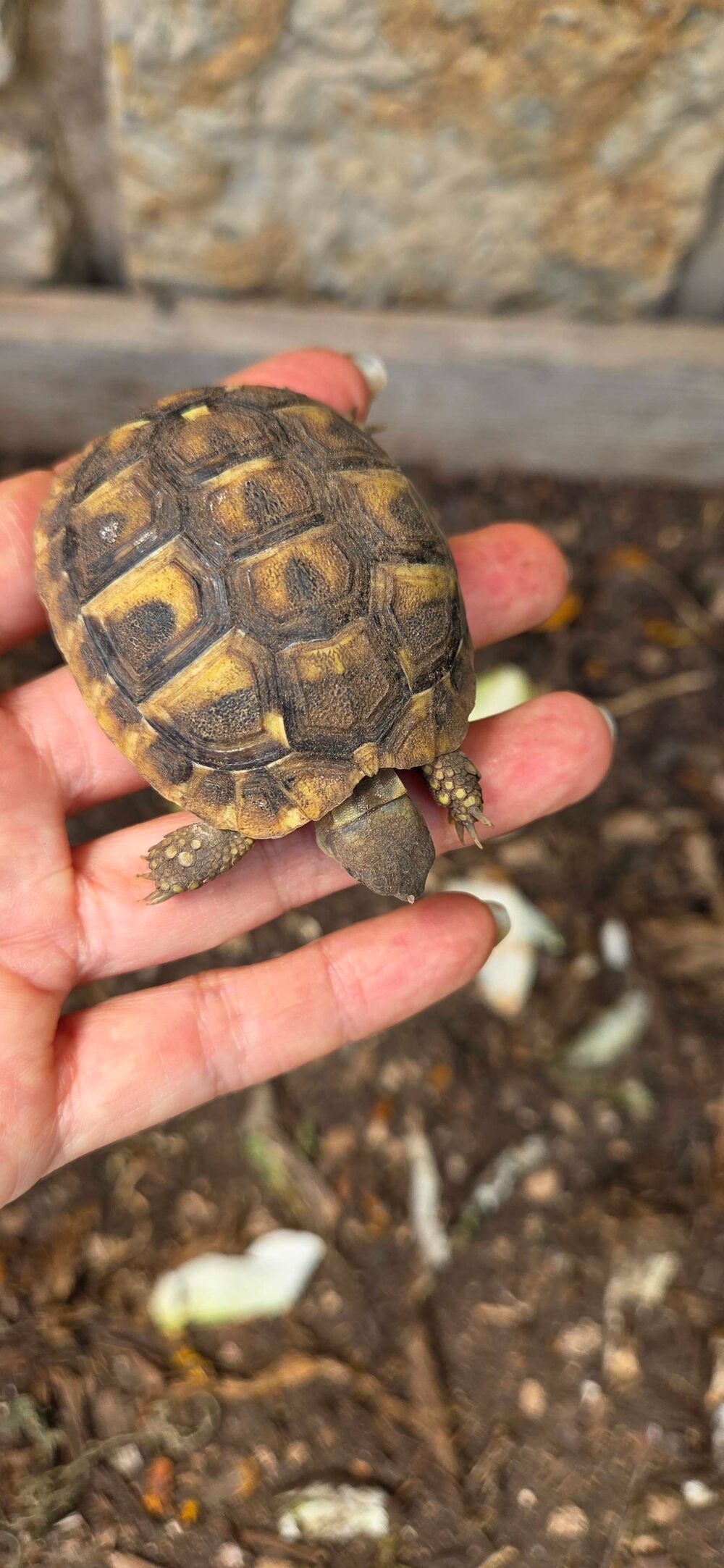 b&eacute;b&eacute;s tortues de 2024 robustes Jardin