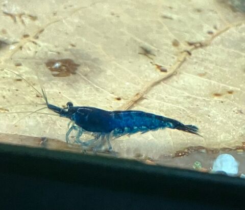Crevettes Néocaridina Blue Velvet sur Paris 2 75017 Paris