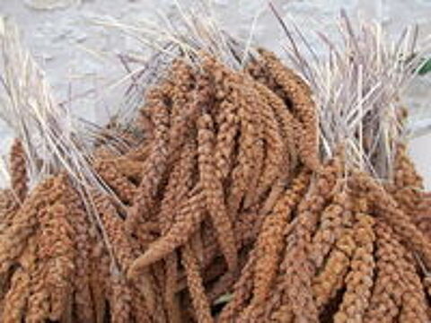   Millet grappe jaune ou rouge  
