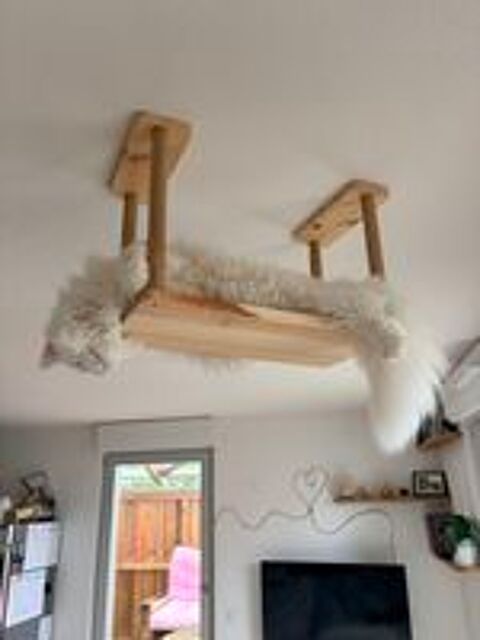   Maine Coon de 10 mois  