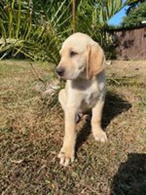   Plus que 2 chiots disponibles! De petits c?urs à adopter 