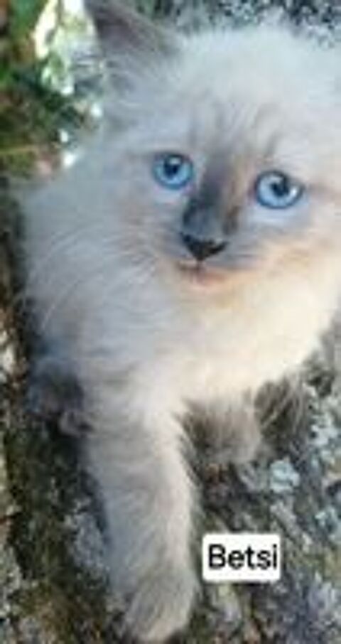   Chaton sibérien LOOF femelle  