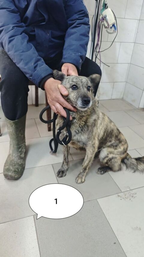 Sylka &agrave; l'adoption 200 26000 Valence