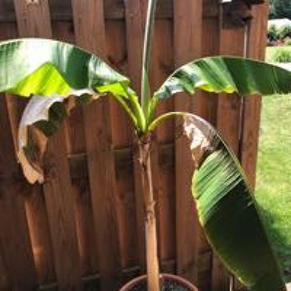 plantes Jardin