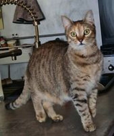 PRINCESSE FEMELLE TIGREE 2 ANS 195 92260 Fontenay-aux-roses