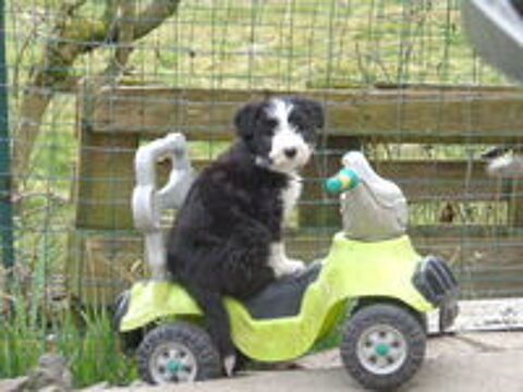   chiot bearded collie 