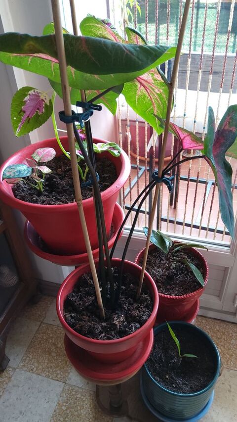 Plante interieure 12 Amlie-les-Bains-Palalda (66)