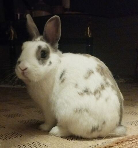 SONIC 120 14000 Caen