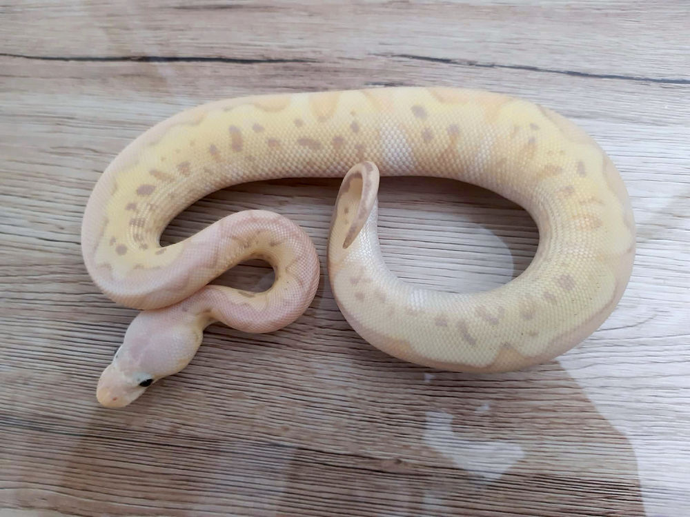   Python regius 2025 