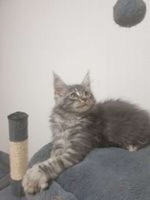   CHATON  MAIN COON 