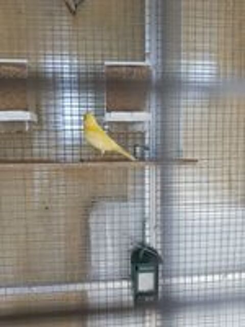   canaris élevés en famille 