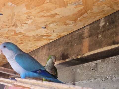 Couple conures souris EPP 300 66740 Villelongue-dels-monts