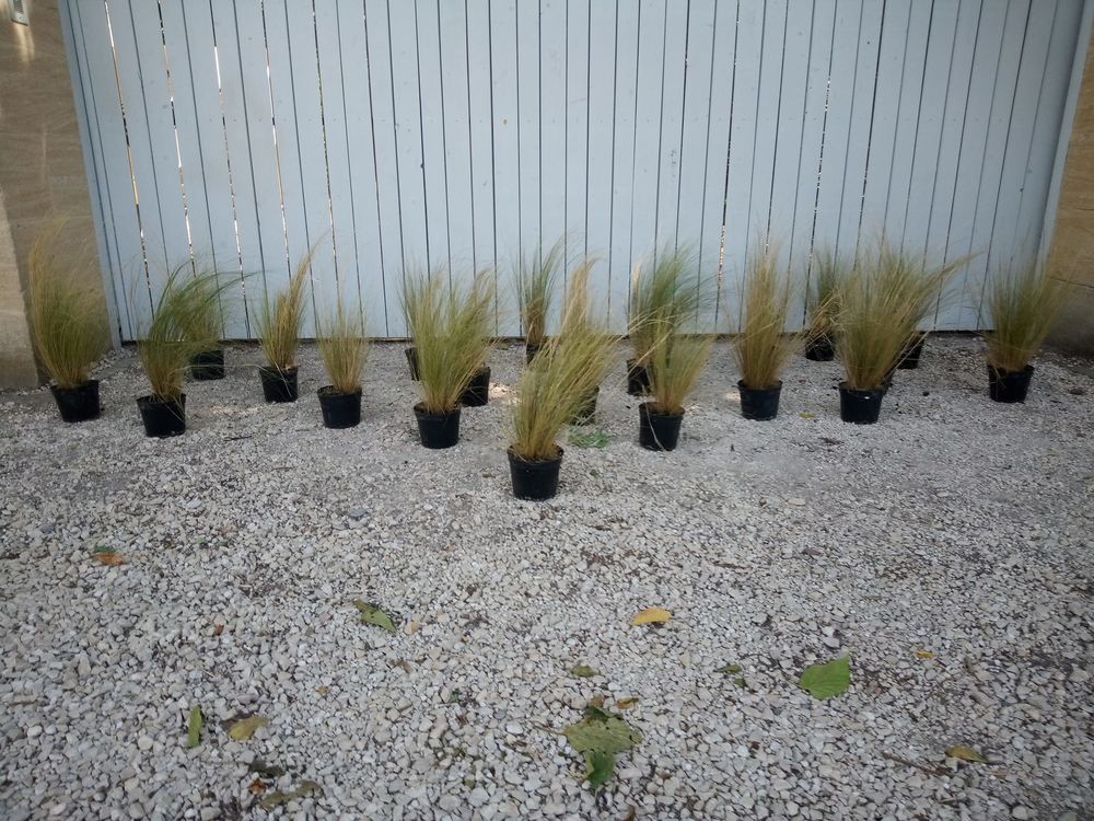  Belle plante gramin&eacute;e Stipa ou cheveux d'ange en container Jardin