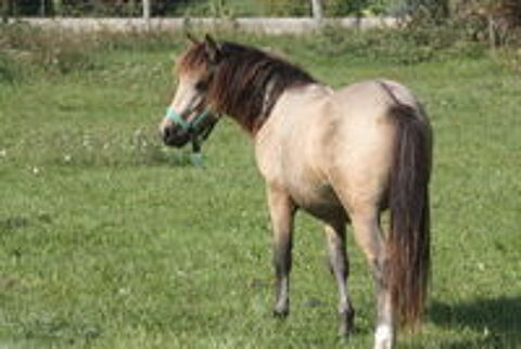   Jeune poney isabelle 