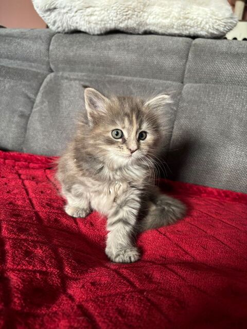 Chaton Maine coon 0 66220 Caudiès-de-fenouillèdes