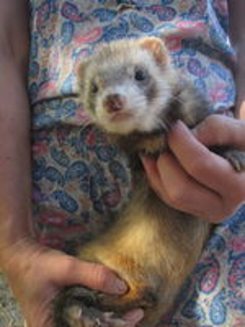   jeune furet mâle et femelle divers couleurs 
