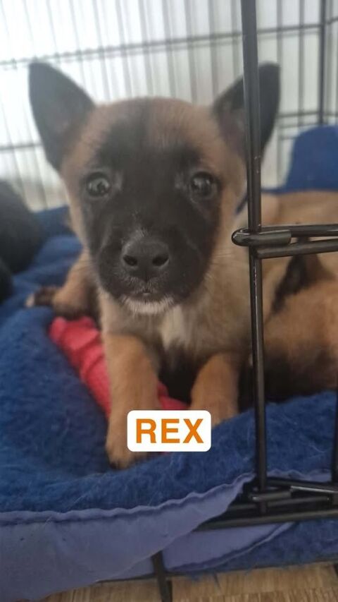 Chien REX à l adoption 300 07430 Davzieux