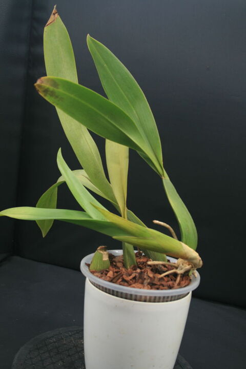 Orchid�es BRASSIA , division 30 Dreux (28)