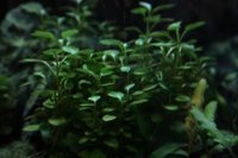   Plantes aquariums
