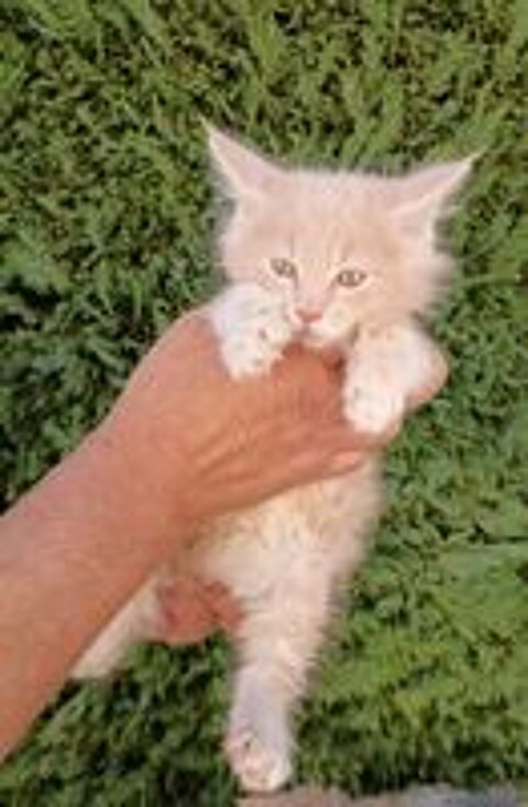   Chatons Maine coon 