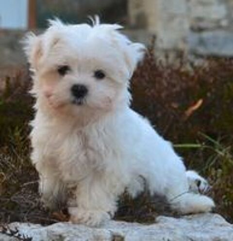   Adorable femelle bichon maltais 