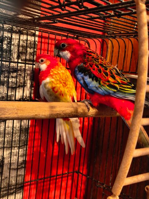 couple de perruches omnicolore 180 62140 Hesdin