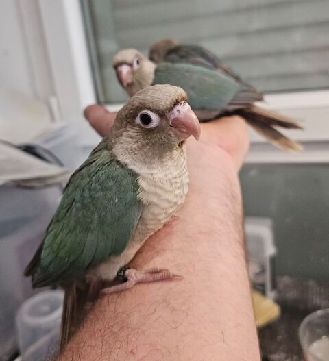 Conures molinae EAM 230 66740 Villelongue-dels-monts