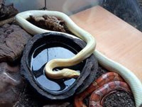   Pantherophis guttatus - Serpent/Couleuvre des blés. 
