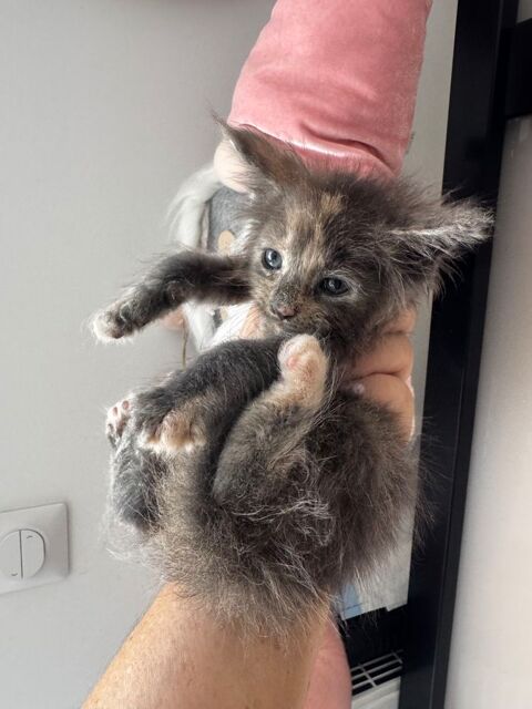 Magnifiques chatons Maine Coon 0 69290 Craponne