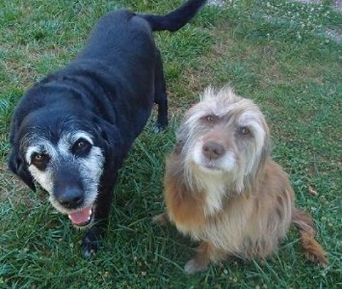 Les BN (Buffalo et Noisette) sont  l'adoption 28130 Pierres