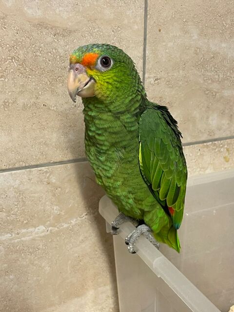 Perroquet amazone hybride front rouge amazonica EAM 700 81150 Florentin