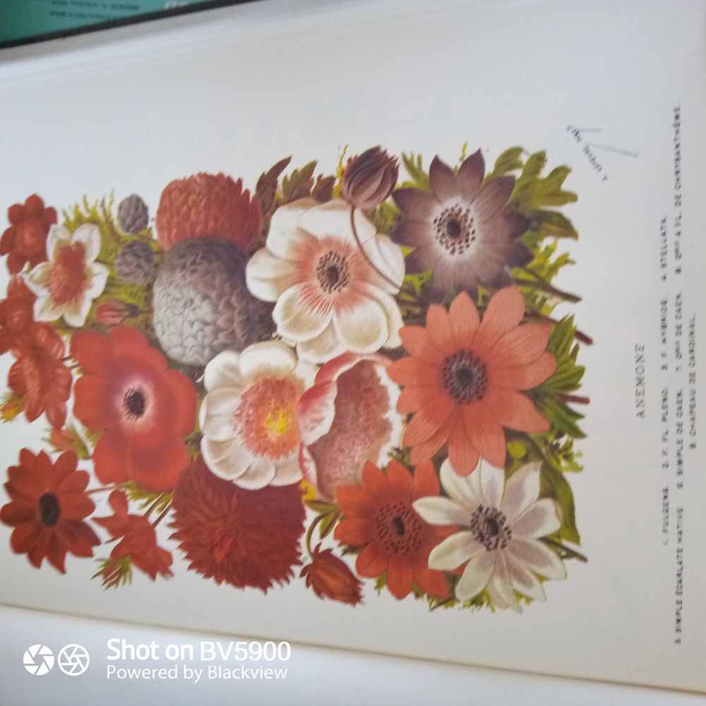 Dictionnaire horticulture collector Livres et BD