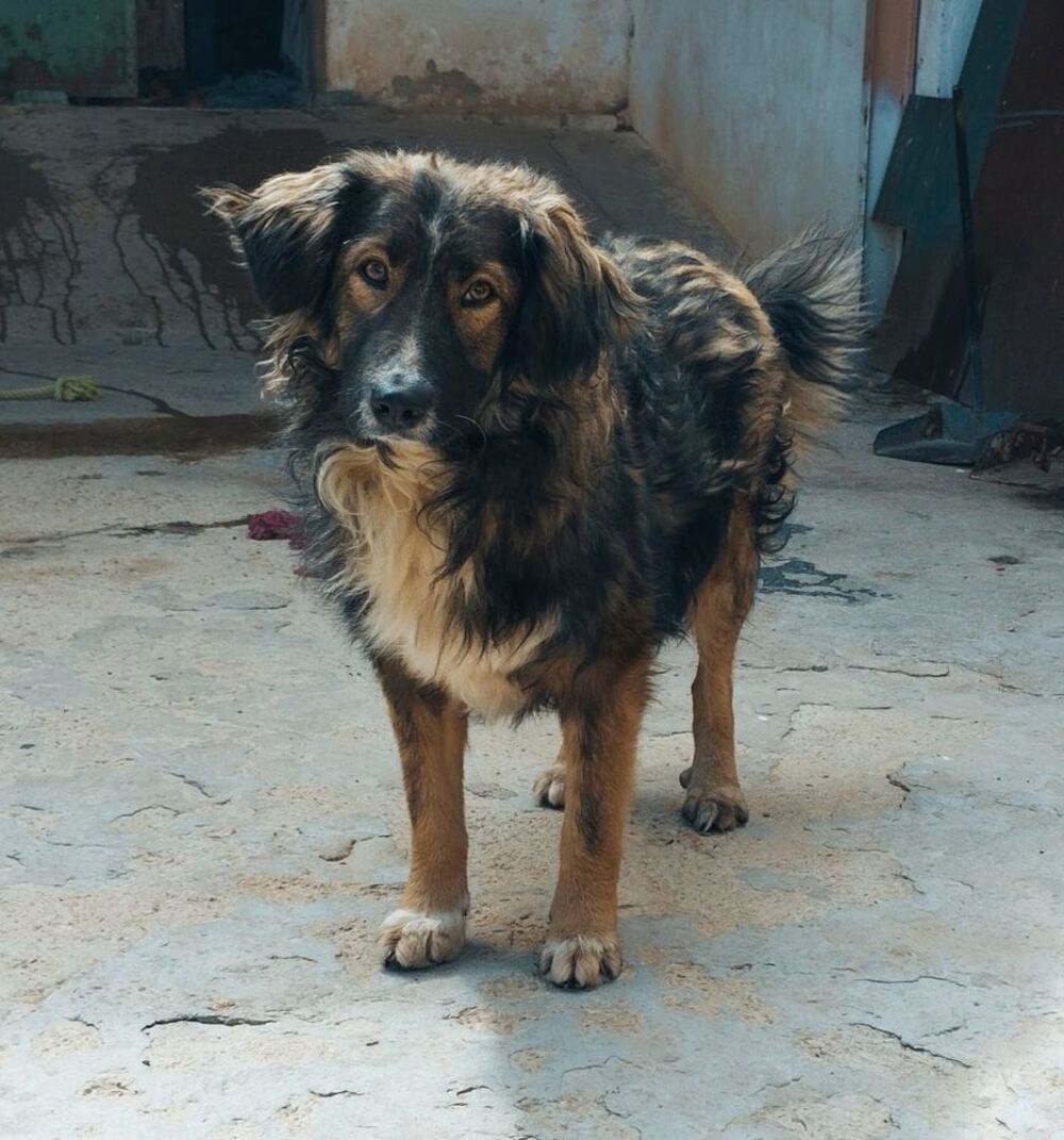   ILDE jeune chien doux et affectueux 