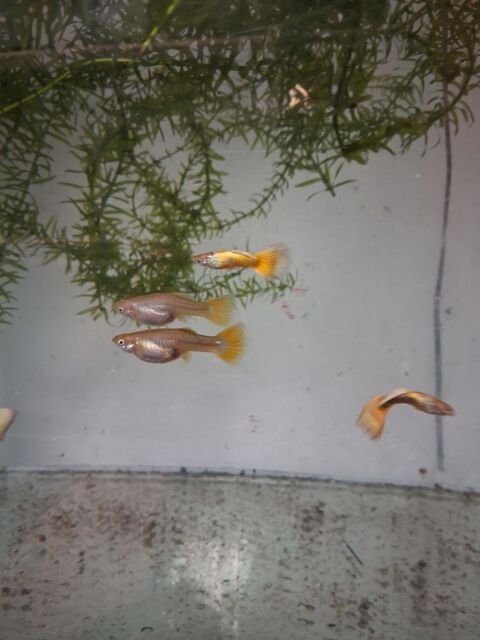 Poissons aquarium 2 97490 Sainte-clotilde