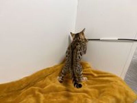   ALSACE. SUPERBES CHATONS BENGAL 