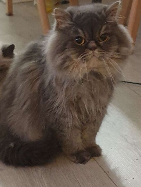Vendre chat adulte 200 59200 Tourcoing