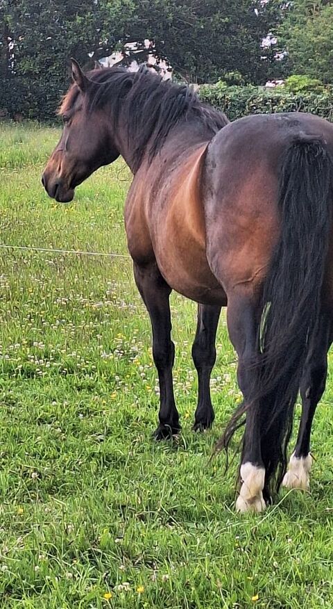 Bel hongre demi sang arabe ONC 14 ans 750 29600 Morlaix