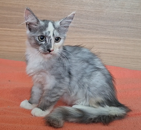chaton femelle Maine Coon LOOF 950 83000 Toulon