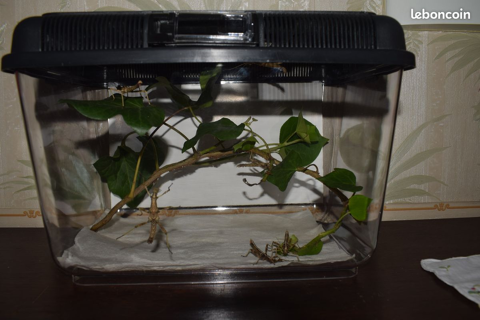 box plastique ou verre pour insectes ou autre.  16100 Cognac