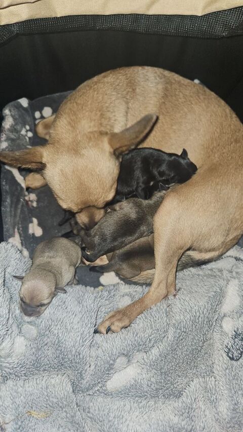 Vends chihuahuas. 300 12850 Onet-le-chteau