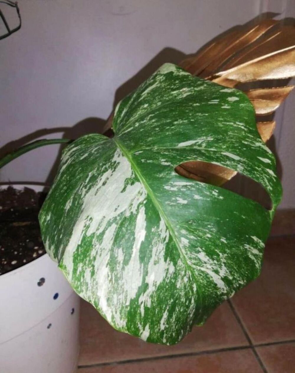 plante monstera variegata Jardin
