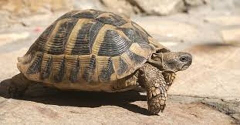 tortue pour le jardin 100 75013 Paris