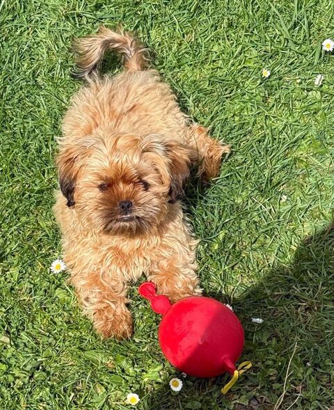 hava-tzu (shi- tzu x bichon havanais) 600 61230 Cisai-saint-aubin