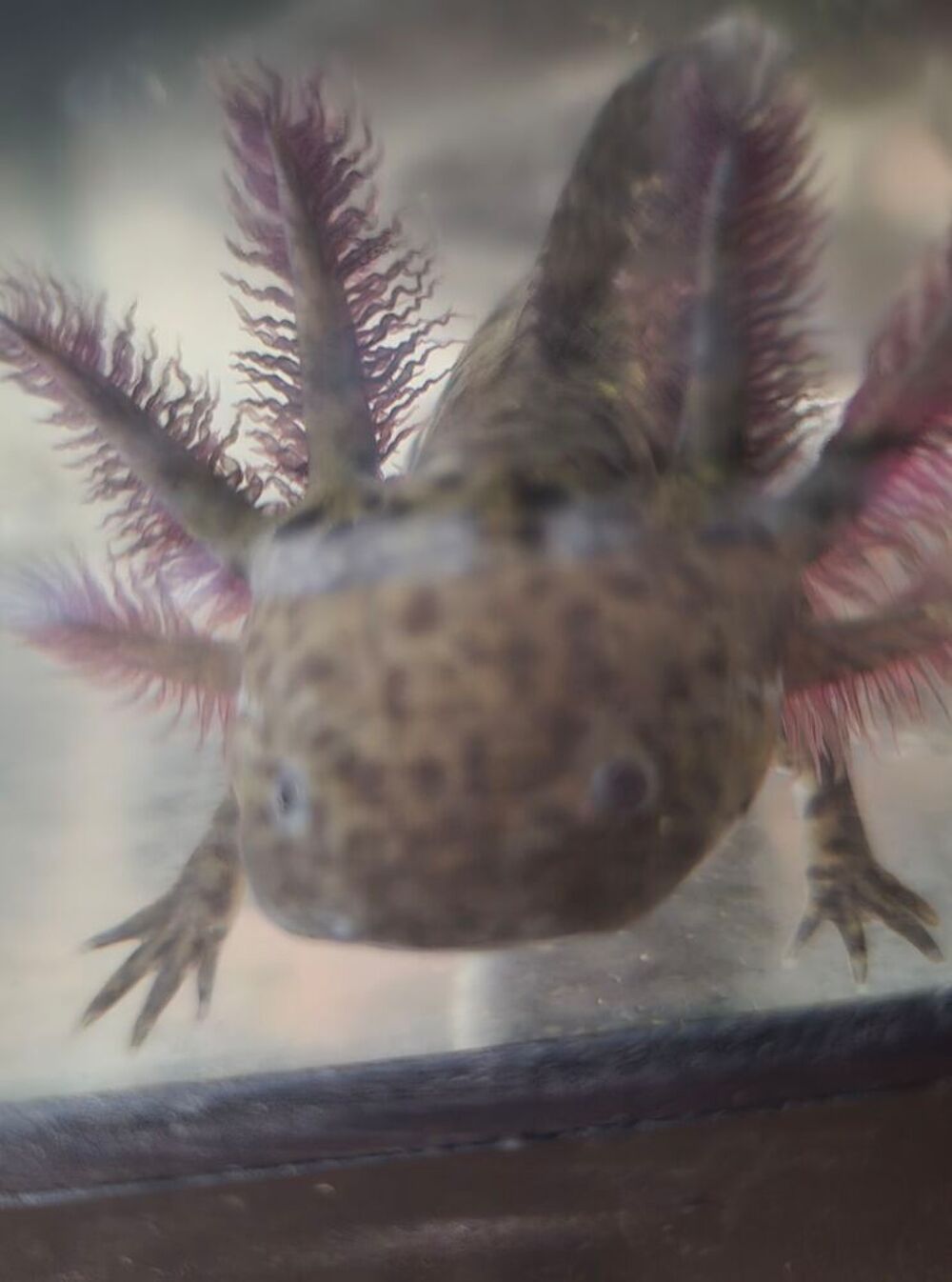   Axolotl  