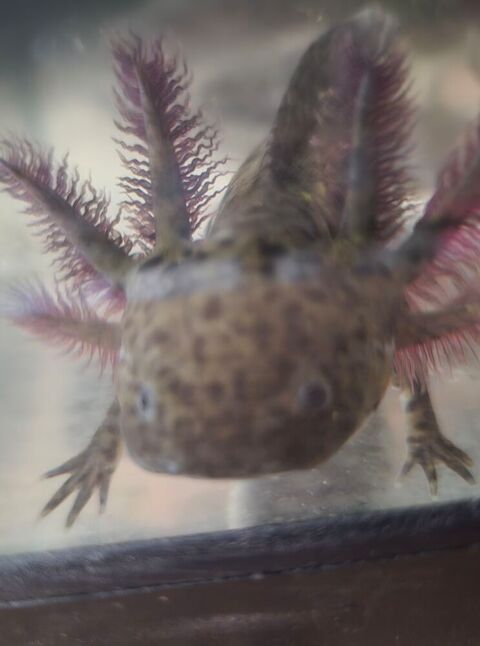 Axolotl 20 07200 Saint-privat
