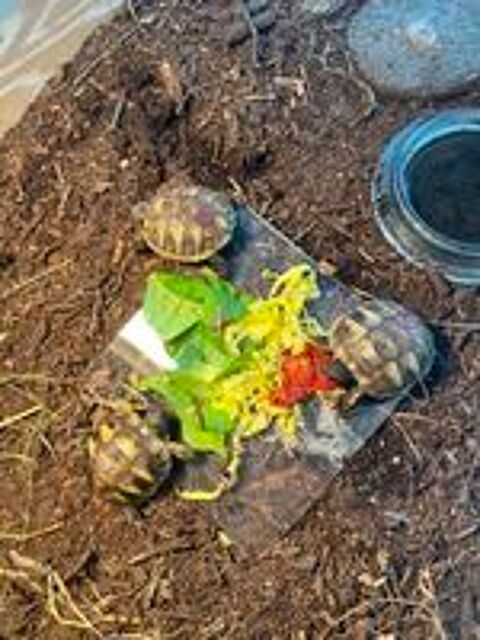   Tortues terrestre 