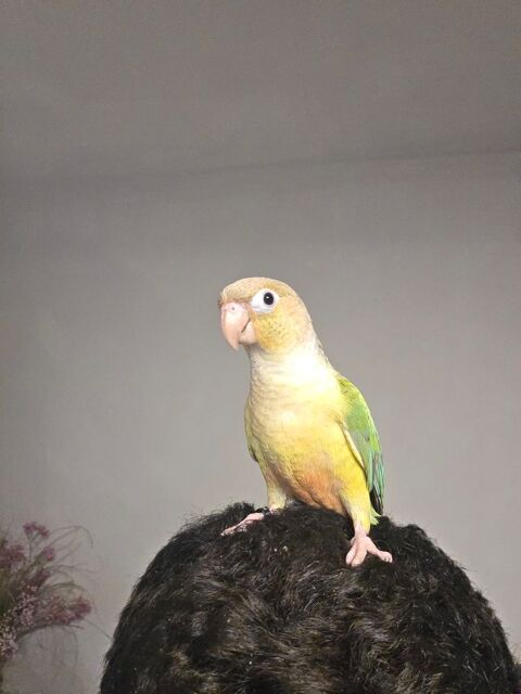 Conure ananas 250 34000 Montpellier