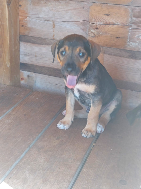 ANTARES 0 75018 Paris