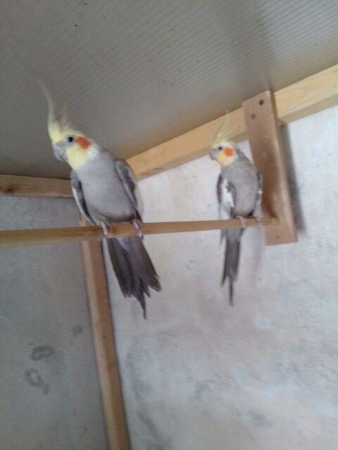 m&acirc;les calopsittes 30 29280 Plouzan�